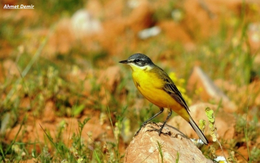 Western Yellow Wagtail